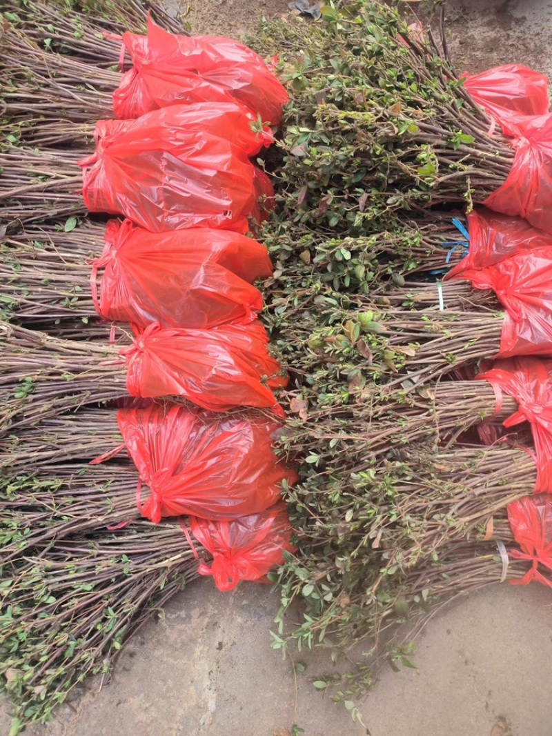 新品种金银花产量高，一株2-5斤，一年开花收益