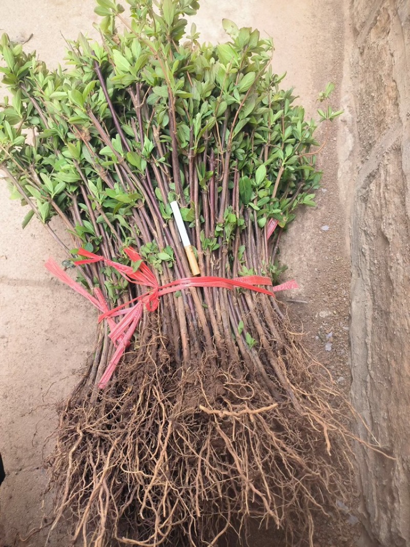新品种金银花产量高，一株2-5斤，一年开花收益
