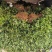 新品种金银花产量高，一株2-5斤，一年开花收益