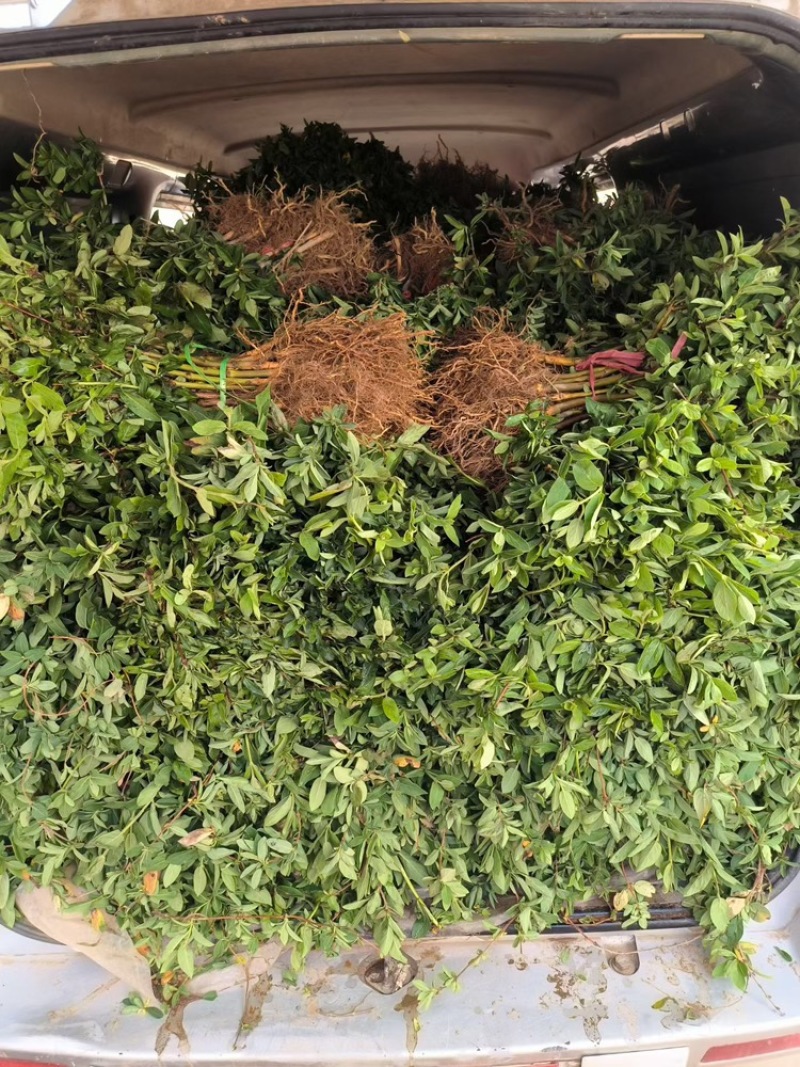 新品种金银花产量高，一株2-5斤，一年开花收益