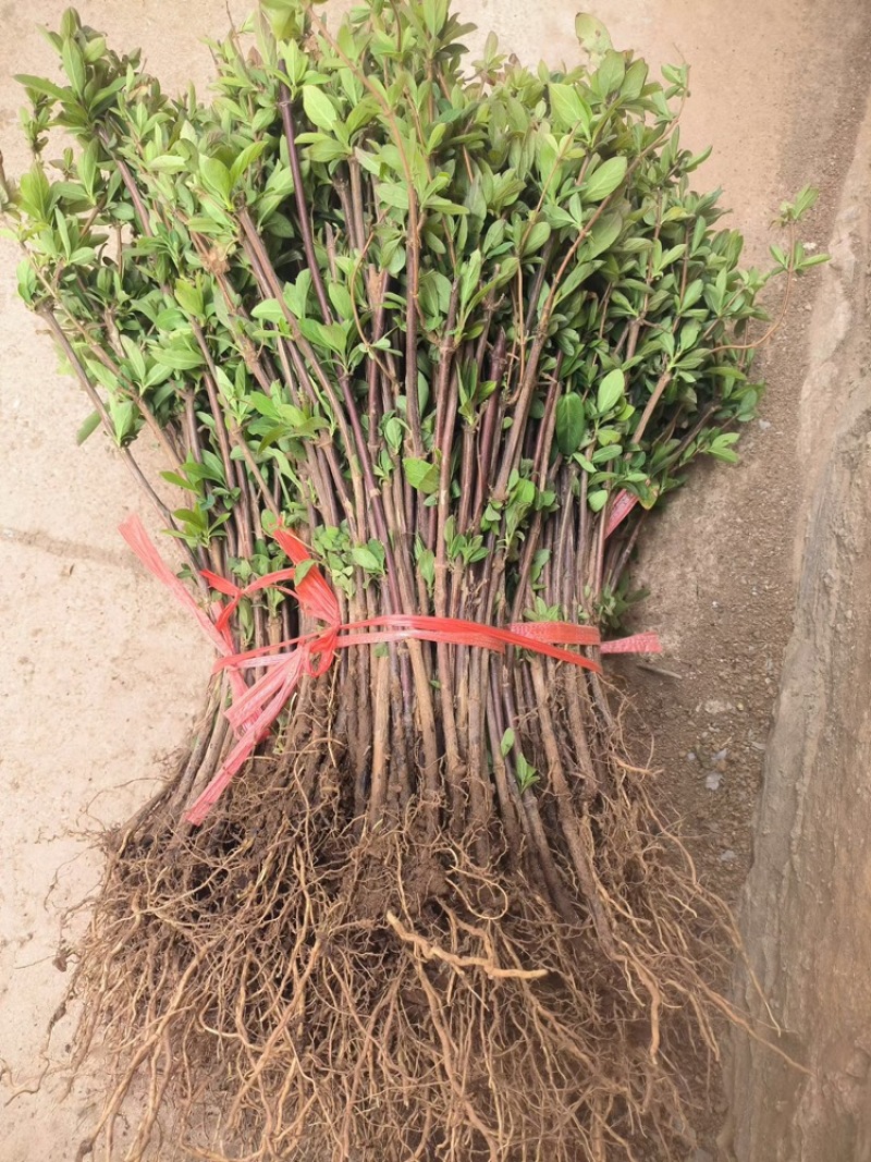 新品种金银花产量高，一株2-5斤，一年开花收益