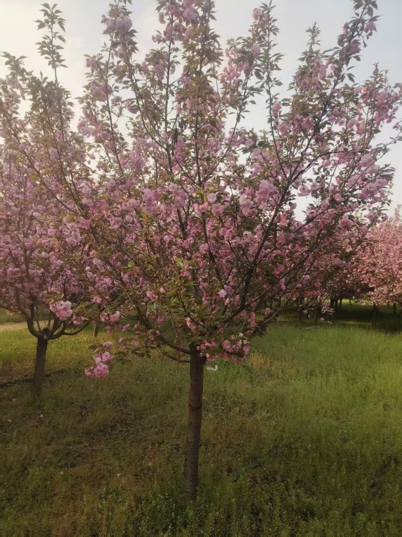 绿化苗木樱花#基地批发#适合庭院花园小区绿化带两侧