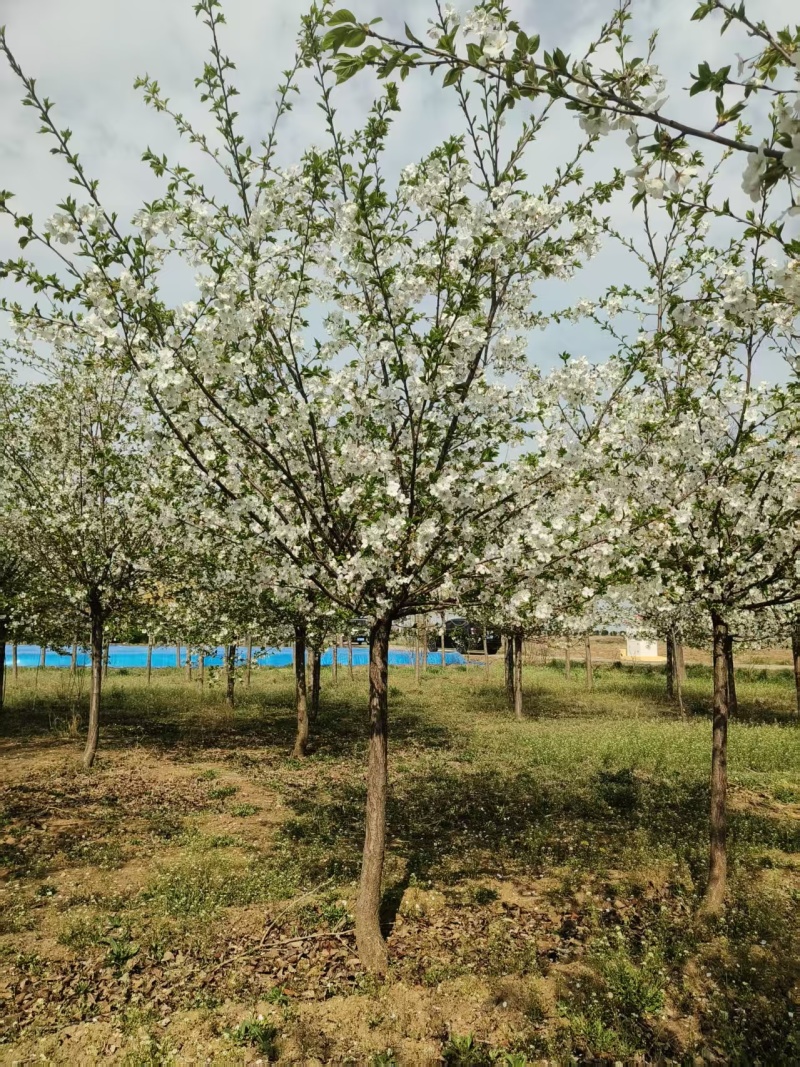 绿化苗木樱花#基地批发#适合庭院花园小区绿化带两侧