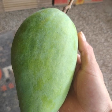 大青芒电商果