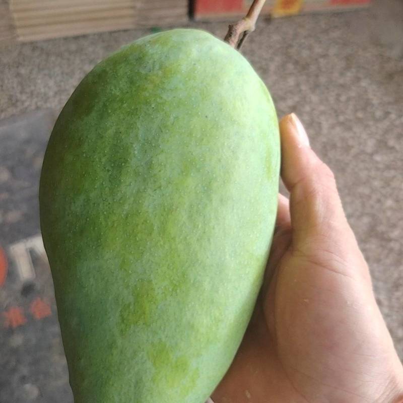 大青芒电商果