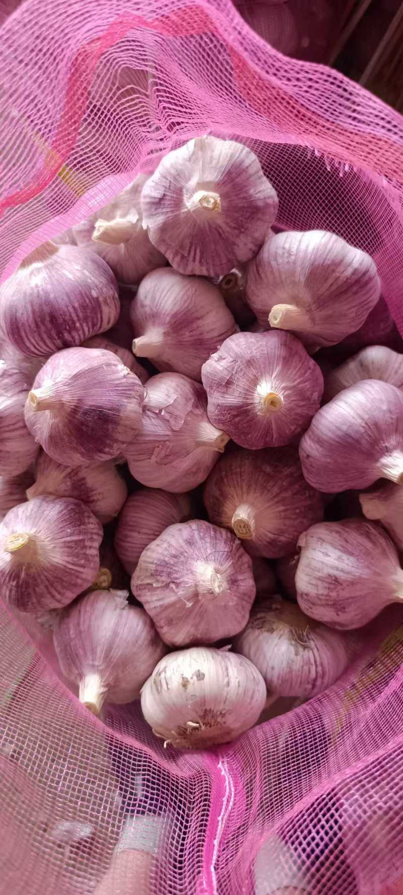 金乡大蒜/山东干大蒜/新鲜干大蒜大量上市/欢迎采购