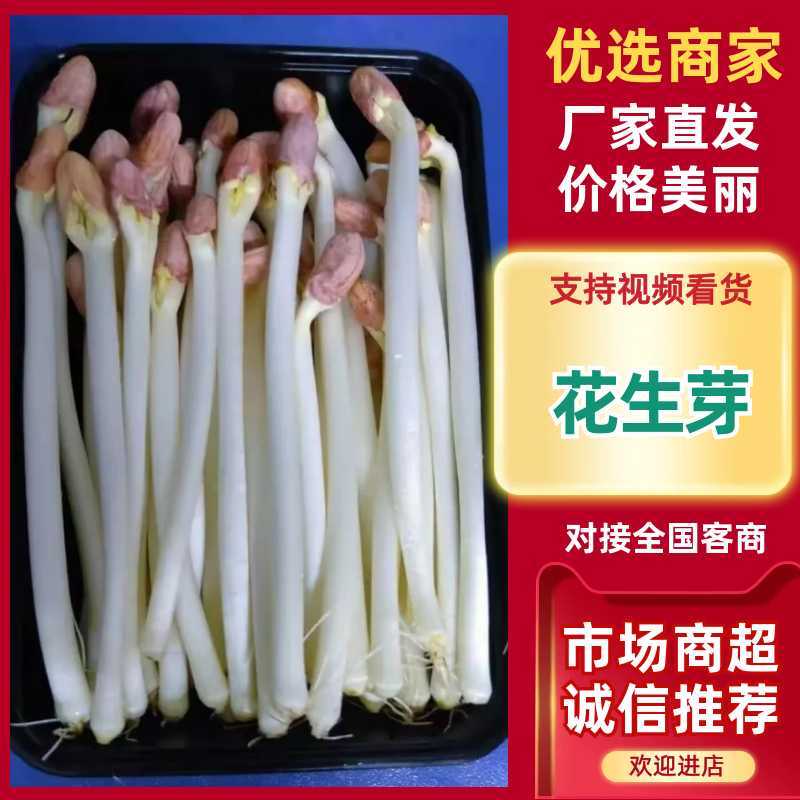 【精品】花生芽基地直供一手货对接市场档口商超电商品质保证