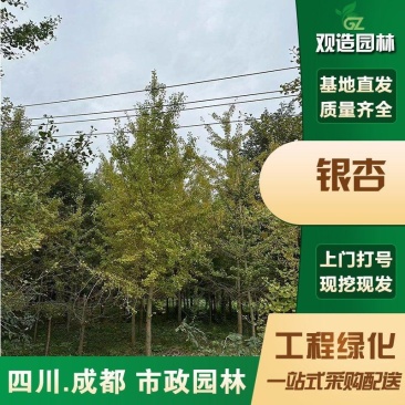 银杏树苗四川工程行道风景树园林绿化活苗木金叶银杏小苗大树