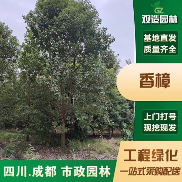 香樟树苗四川大型工程绿化苗木大树种植南北方地栽大小叶香樟