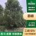 香樟树苗四川大型工程绿化苗木大树种植南北方地栽大小叶香樟