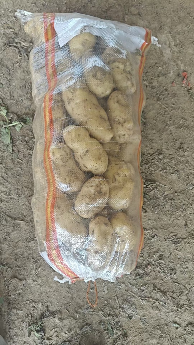 山东土豆，沃土，荷兰，V7，产地直发一手货源，量大从优！