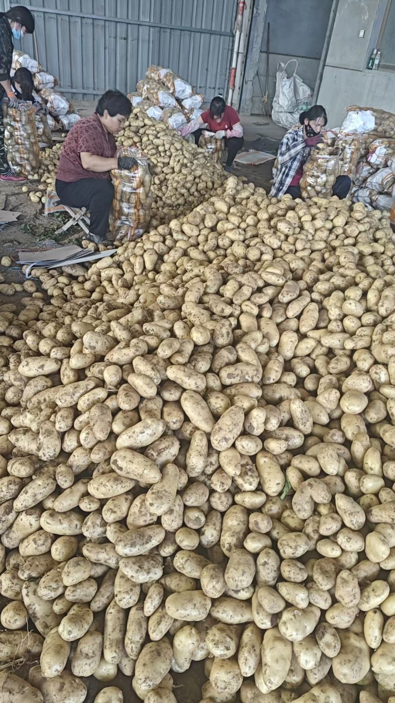 山东土豆，沃土，荷兰，V7，产地直发一手货源，量大从优！