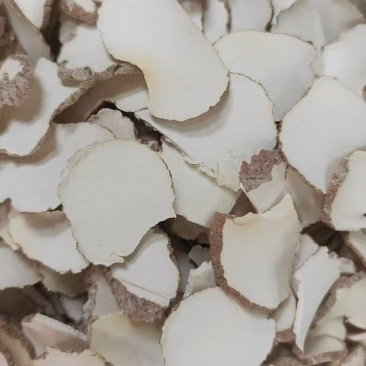 深山原产虎乳菌干片，无硫原色，肉质厚实，整箱散批都接