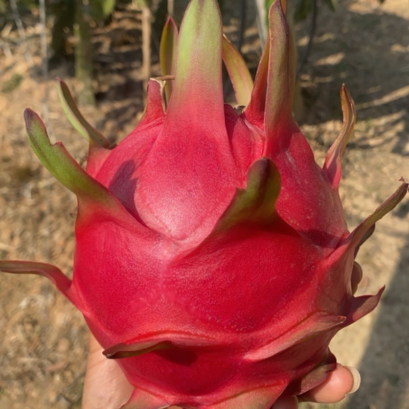 桂红火龙果