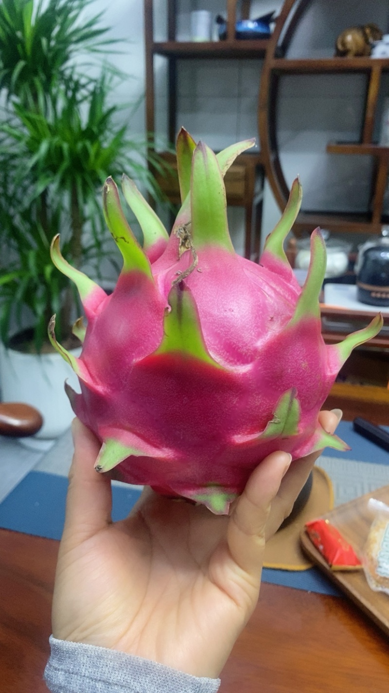 桂红火龙果
