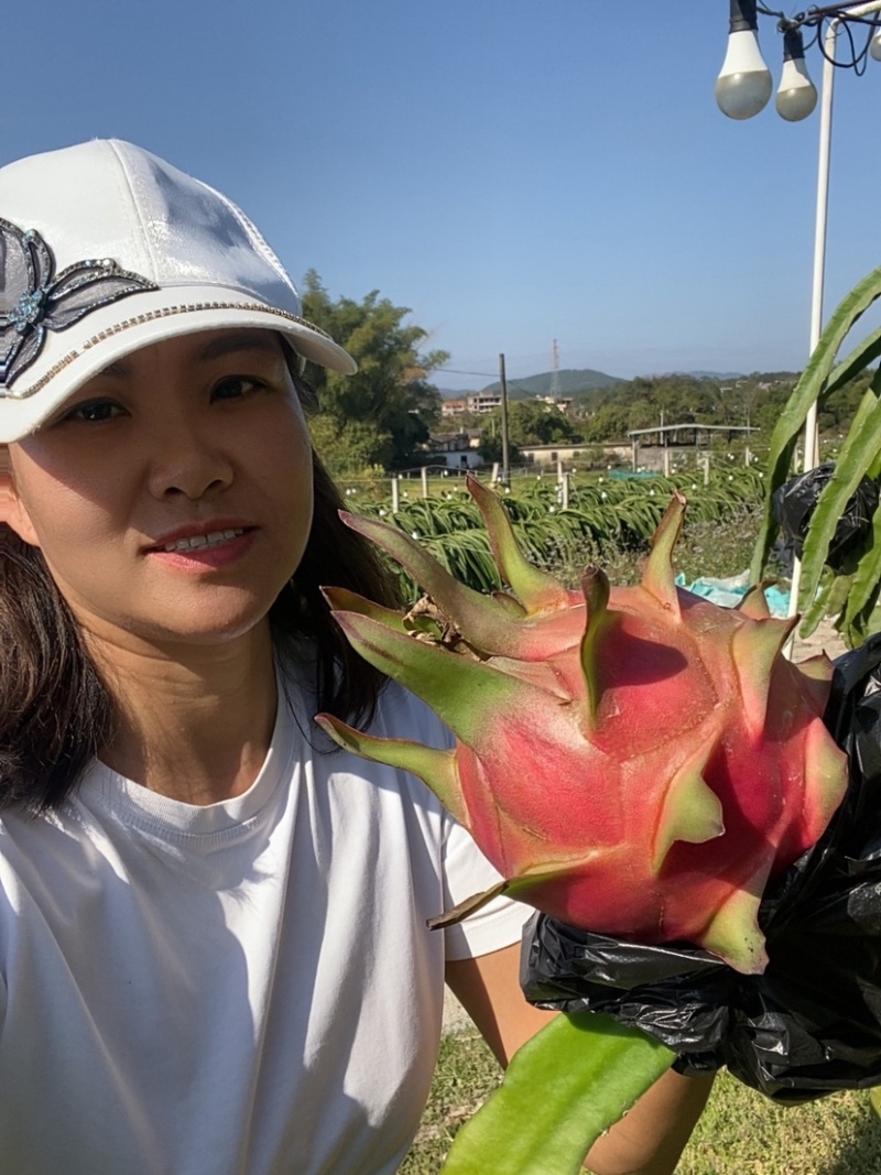 桂红火龙果
