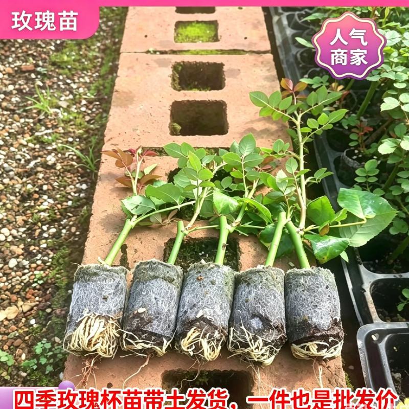 四季玫瑰杯苗带土发货成活率高四季开花月季苗玫瑰苗大花苗