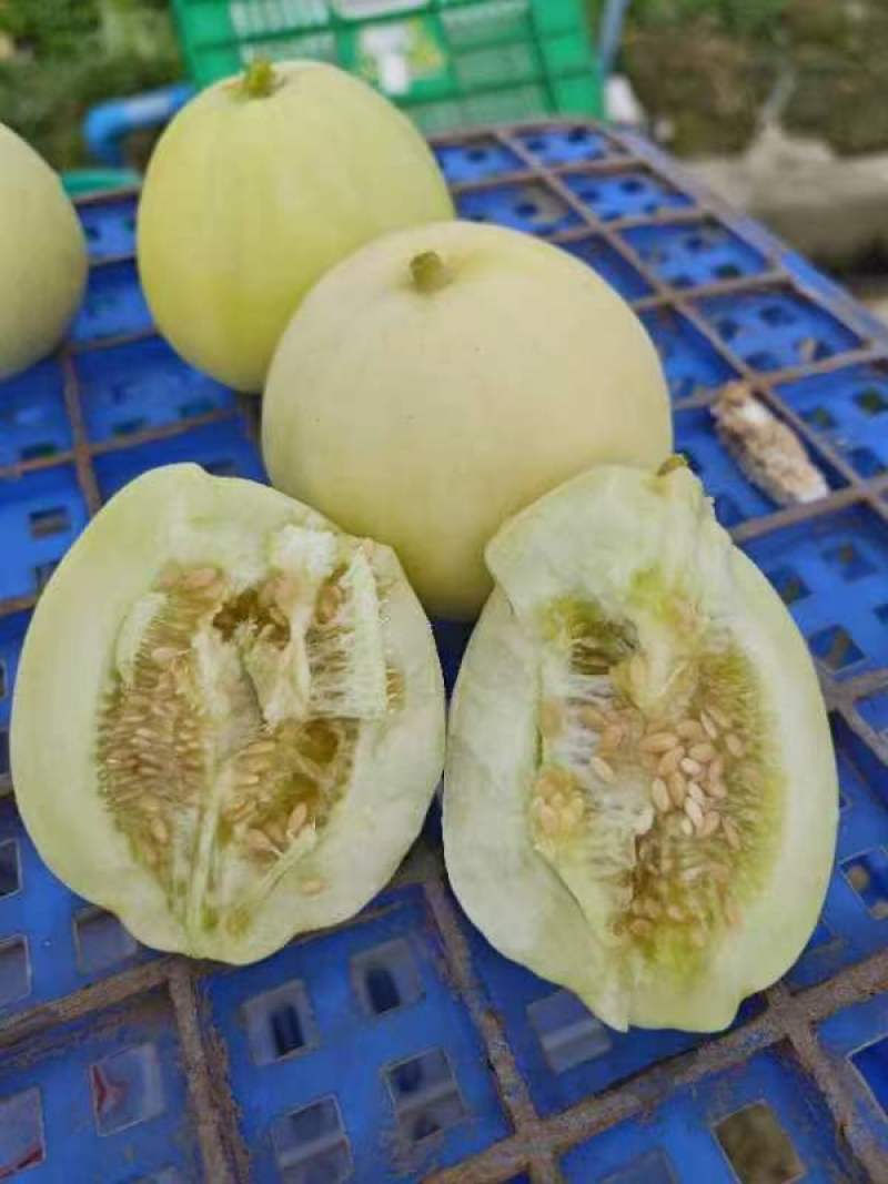 白玉香瓜苗甜瓜苗成活率高好种养技术指导苗圃基地直发