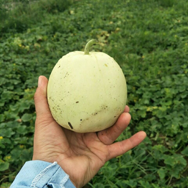 白玉香瓜苗甜瓜苗成活率高好种养技术指导苗圃基地直发