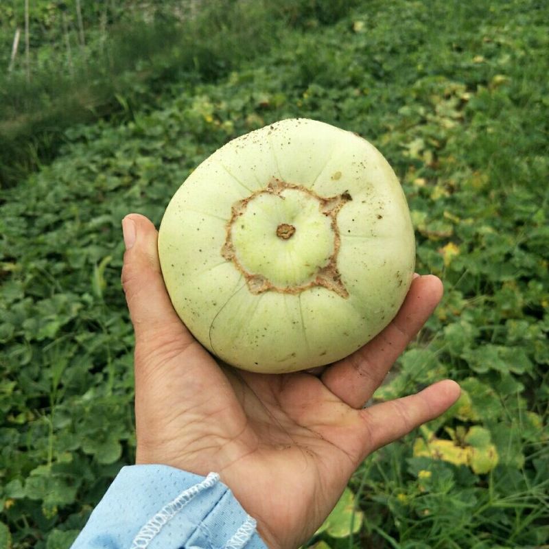 白玉香瓜苗甜瓜苗成活率高好种养技术指导苗圃基地直发