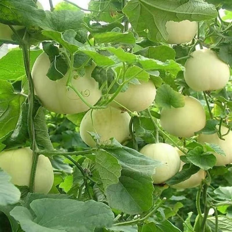 白玉香瓜苗甜瓜苗成活率高好种养技术指导苗圃基地直发
