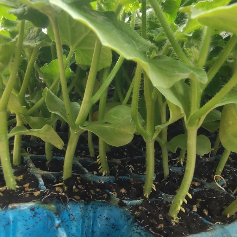 白玉香瓜苗甜瓜苗成活率高好种养技术指导苗圃基地直发