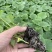 白玉香瓜苗甜瓜苗成活率高好种养技术指导苗圃基地直发