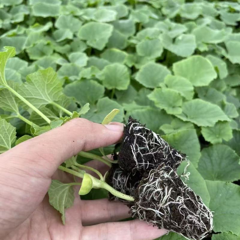 白玉香瓜苗甜瓜苗成活率高好种养技术指导苗圃基地直发