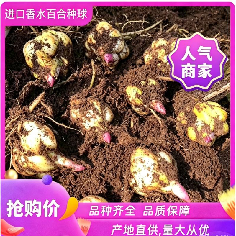 荷兰进口百合种球重瓣香水切花百合盆栽大花庭院种植浓香