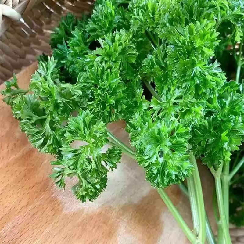 云南发香欧芹