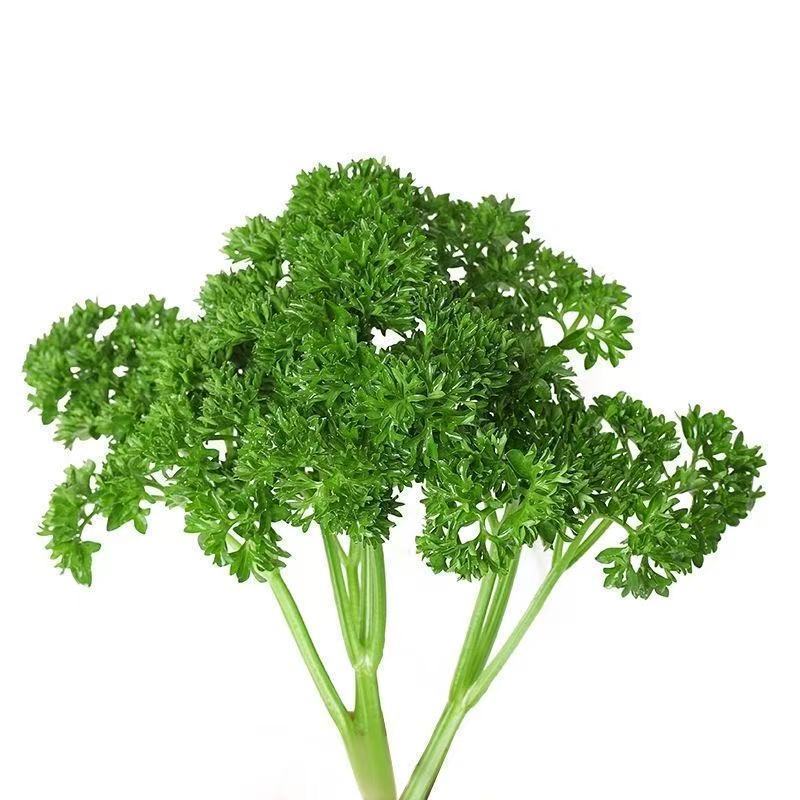 云南发香欧芹