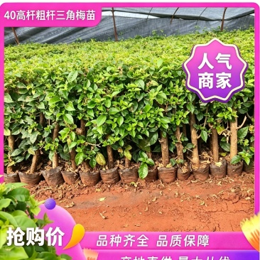 40cm高杆三角梅袋苗绿化工程苗带土发货粗杆老桩苗勤花高