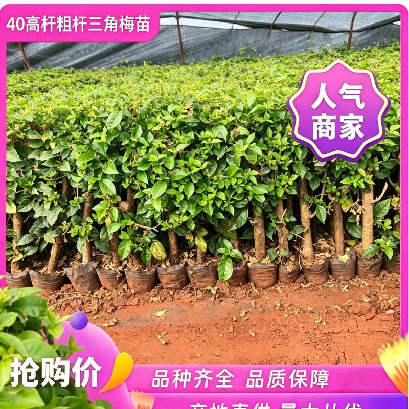 40cm高杆三角梅袋苗绿化工程苗带土发货粗杆老桩苗勤花高