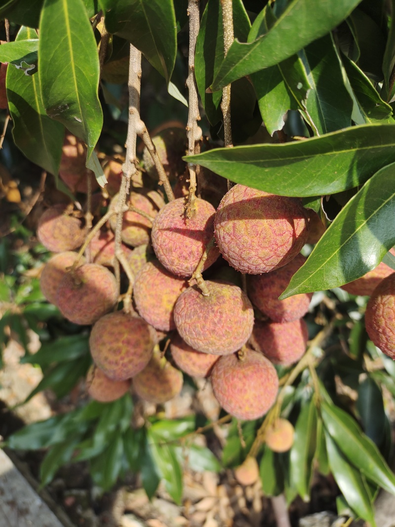 黑叶禾荔桂味糯米糍等大量上市