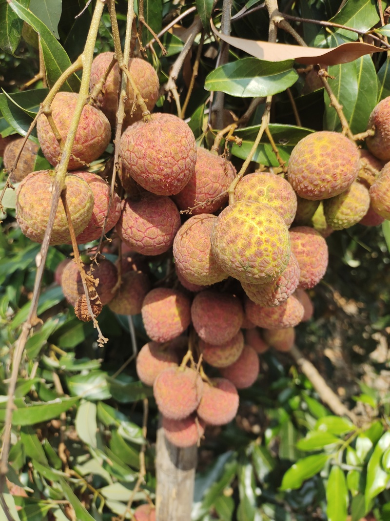 黑叶禾荔桂味糯米糍等大量上市