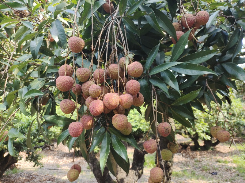 黑叶禾荔桂味糯米糍等大量上市