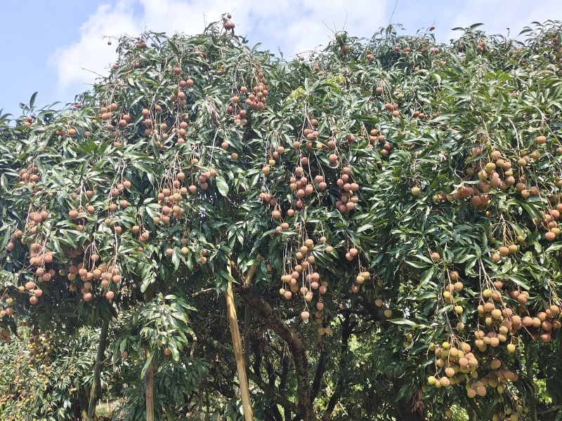 黑叶禾荔桂味糯米糍等大量上市