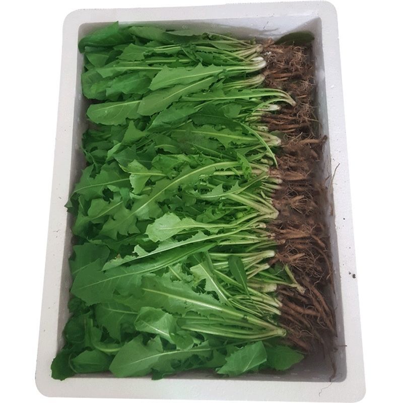 鲜蒲公英大量可供