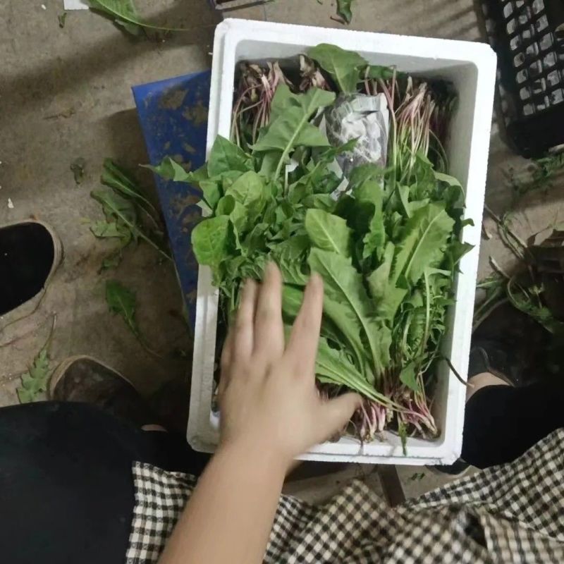 鲜蒲公英大量可供