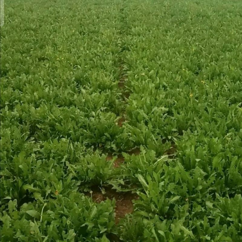 鲜蒲公英大量可供