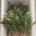 鲜蒲公英大量可供