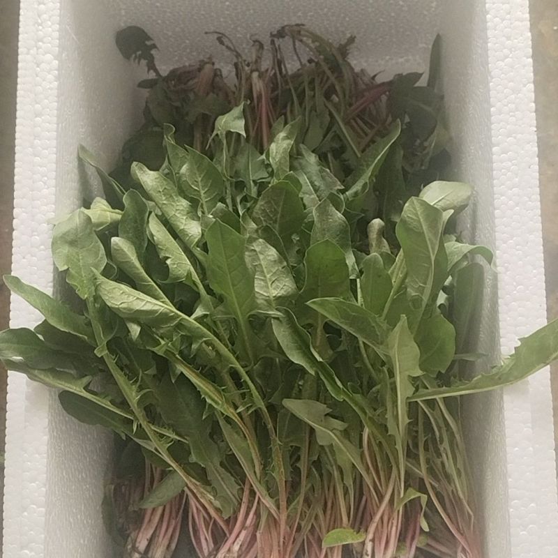 鲜蒲公英大量可供