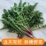 鲜蒲公英大量可供