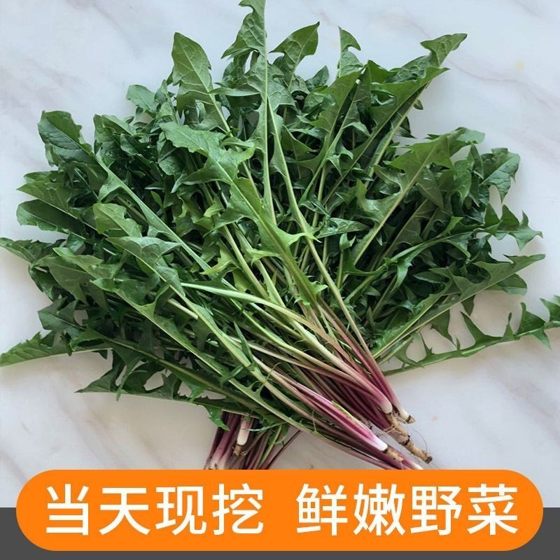 鲜蒲公英大量可供