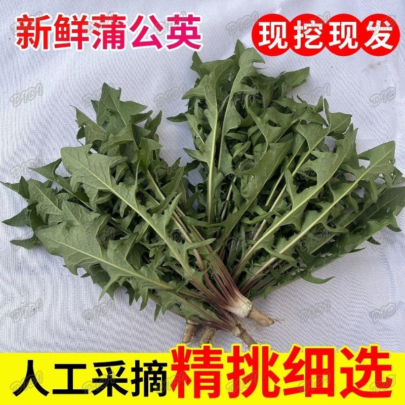 鲜蒲公英大量可供