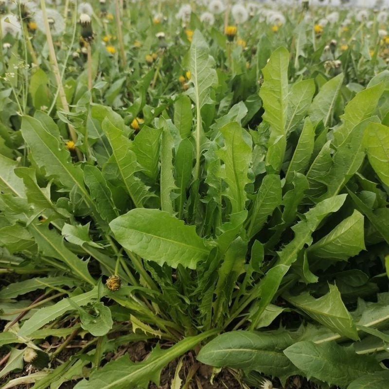鲜蒲公英大量可供