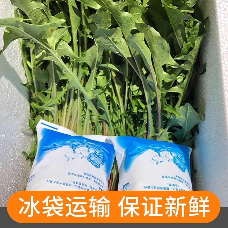 鲜蒲公英大量可供