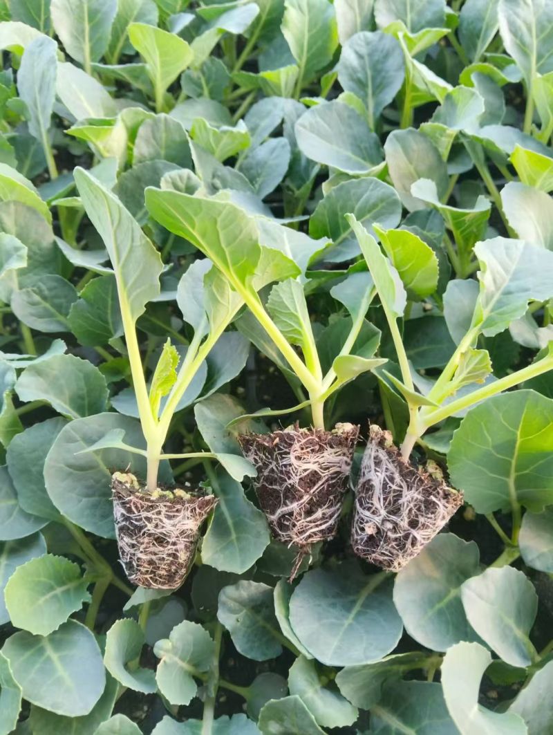 松花【白花】苗苗场直供量大优惠现拍现发