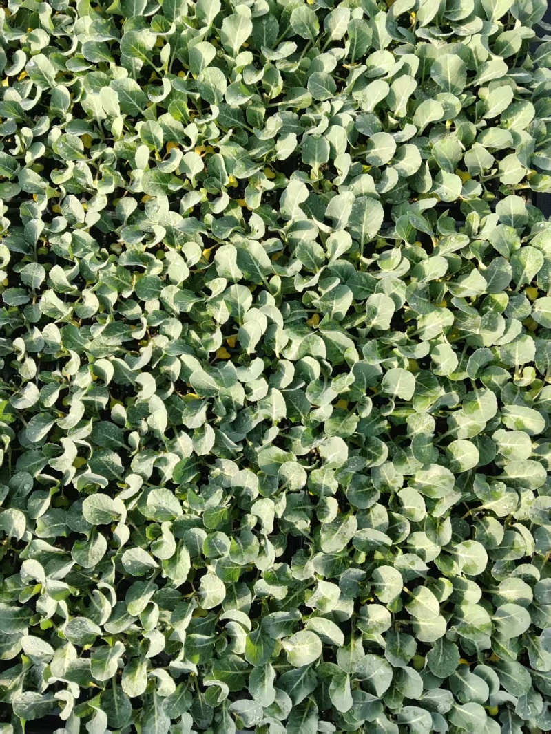 松花【白花】苗苗场直供量大优惠现拍现发