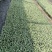 松花【白花】苗苗场直供量大优惠现拍现发